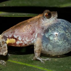 12. Bombay Bush Frog – Phansad