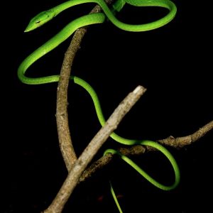 13. Green Vine Snake – Phansad