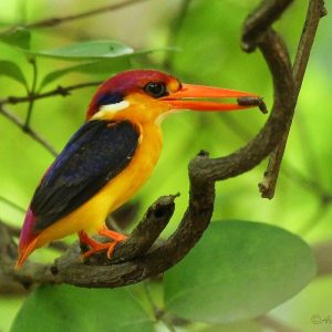 13.1 Oriental Dwarf Kingfisher – Phansad