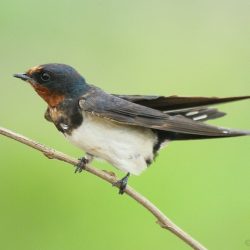 29. Barn Swallow – Thane Creek