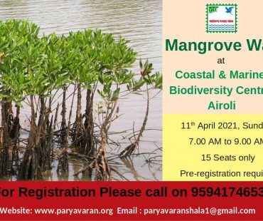 Mangrove Walk at Airoli