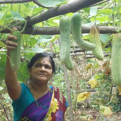 2011,Organic farming