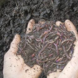 5. 2014, Vermicomposting