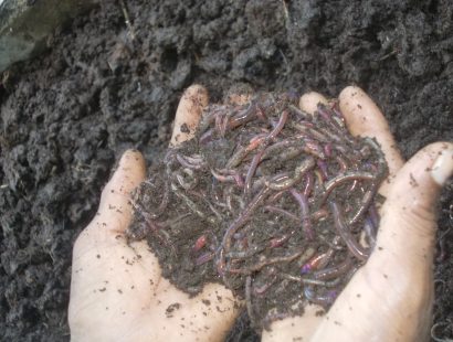 5. 2014, Vermicomposting