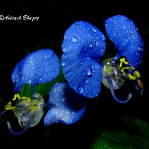 15. Commelina diffusa, Nagla Sasupada