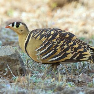 17.Painted Sandgrouse – Bhigwan