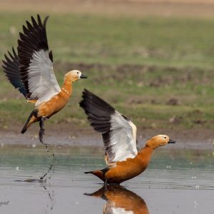 18. ruddy shelduck  – Bhigwan