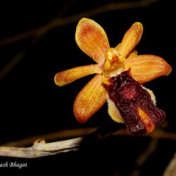 2. Bee Orchid , Yeoor