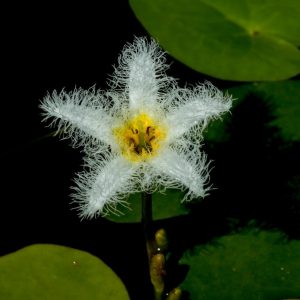 21. Kumudini flower – Kaas