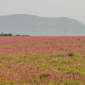 24. Flower Carpet Kaas