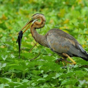 28. Purple Heron – Thane Creek