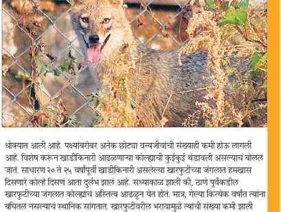 Golden Jackal News